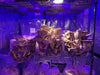 GrowKit Anleitung: So verwendest du dein Pilz-GrowKit richtig - inkl. zweiter Flush