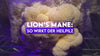 Lion’s Mane: Der Vitalpilz für Gehirn, Nerven & Konzentration