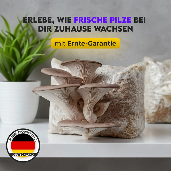 Pilzbox - Austernseitling