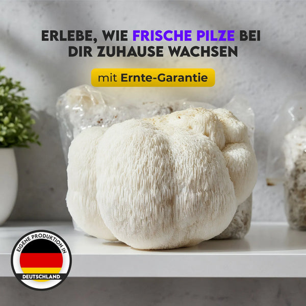Pilzbox - LionsMane