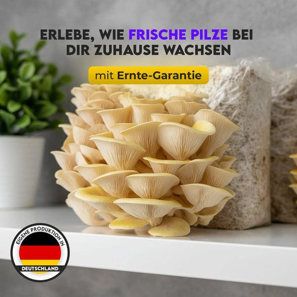 Pilzbox - Zitronenseitling