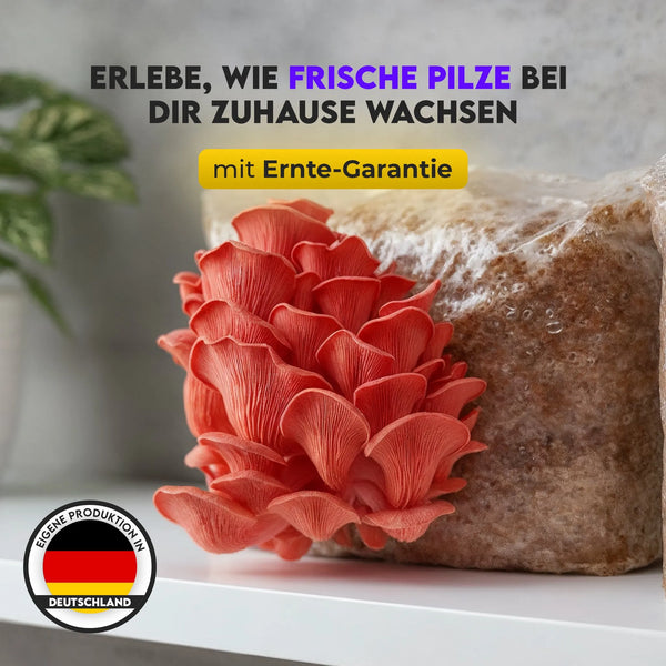 Pilzbox - Rosenseitling