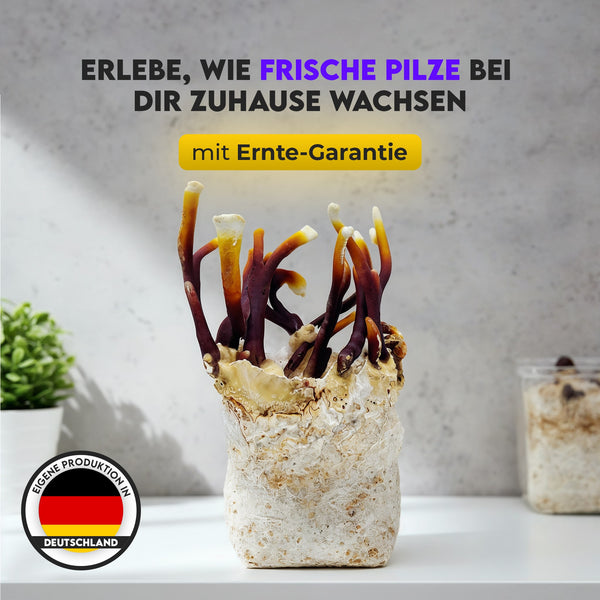 Pilzbox - Reishi