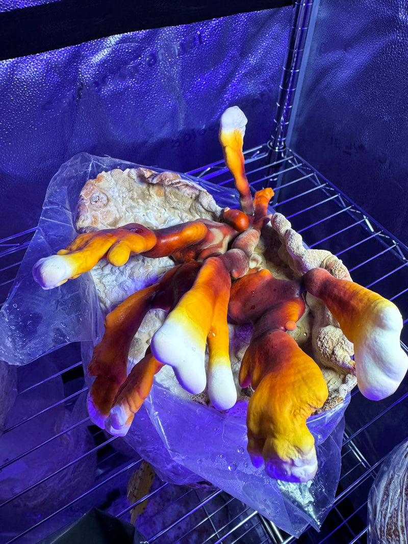 Reishi