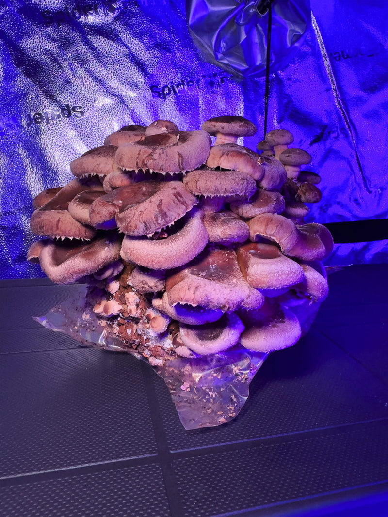 Shiitake