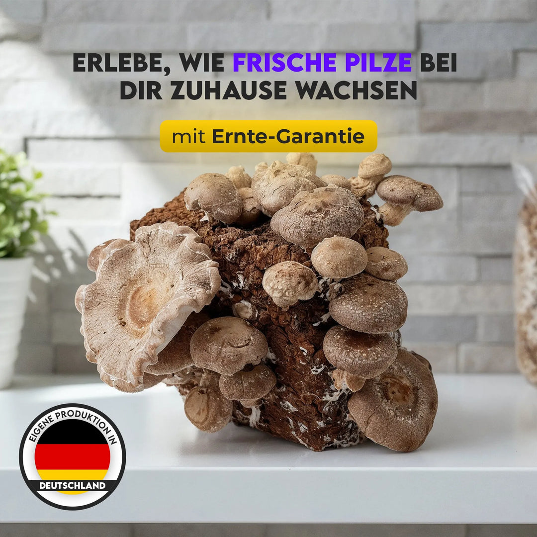 Shiitake GrowKit von Pilzlabor